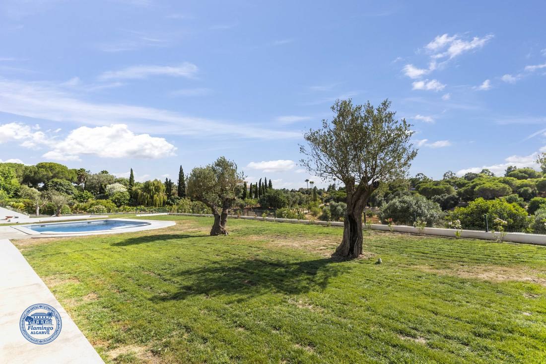 Olive trees